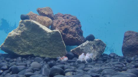 Colorful-fishes-are-swimming-in-the-aquarium