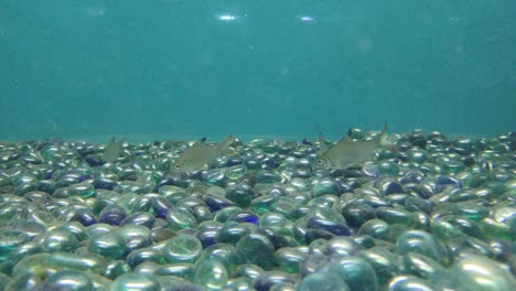 Fishes-are-swimming-in-clear-blue-water