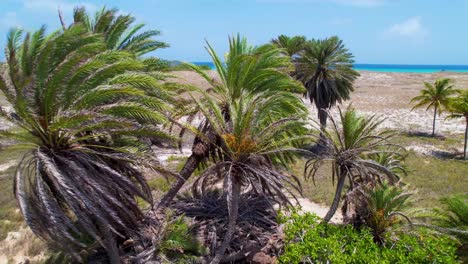 Aerial-zoom-out-palms-tree-dates-fruits,-oasis-tropical-surrounded-by-blue-sea-water