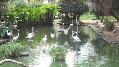Der-Vogelsee-Im-Kowloon-Park-In-Hongkong-Umfasst-Einen-Großen-Flamingo-Wasserteich