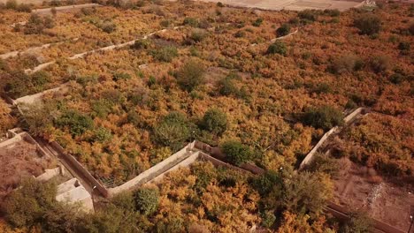 Landing-aerial-drone-shot-in-a-pomegranate-garden-in-Iran-dsert-of-yazd-aqda-ardakan-city-of-historical-house-traditional-lifestyle-local-people-agriculture-road-and-farmer-market-for-fresh-harvest