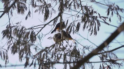 El-Pájaro-Bulbul-O-Kutilang-Con-Cabeza-De-Hollín-Se-Posa-En-La-Rama-Del-árbol-En-La-Naturaleza