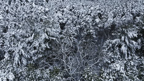 Vista-Por-Drones-De-Un-Bosque-Del-Medio-Oeste-Cubierto-De-Nieve-Después-De-Una-Importante-Tormenta-Invernal