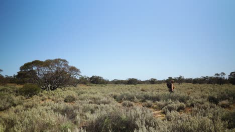 A-wide-shot-of-an-Australian-bushman-carrying-his-swag-through-the-vast-grasslands-of-the-outback