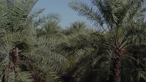 Drone-shot-for-palm-oasis-Horizon-view