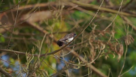 Pájaro-Salvaje-Posado-En-La-Rama-De-Un-árbol-Del-Bosque