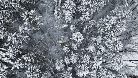 Drone-imagery-unveils-a-Midwest-forest-draped-in-a-thick-layer-of-snow-post-blizzard