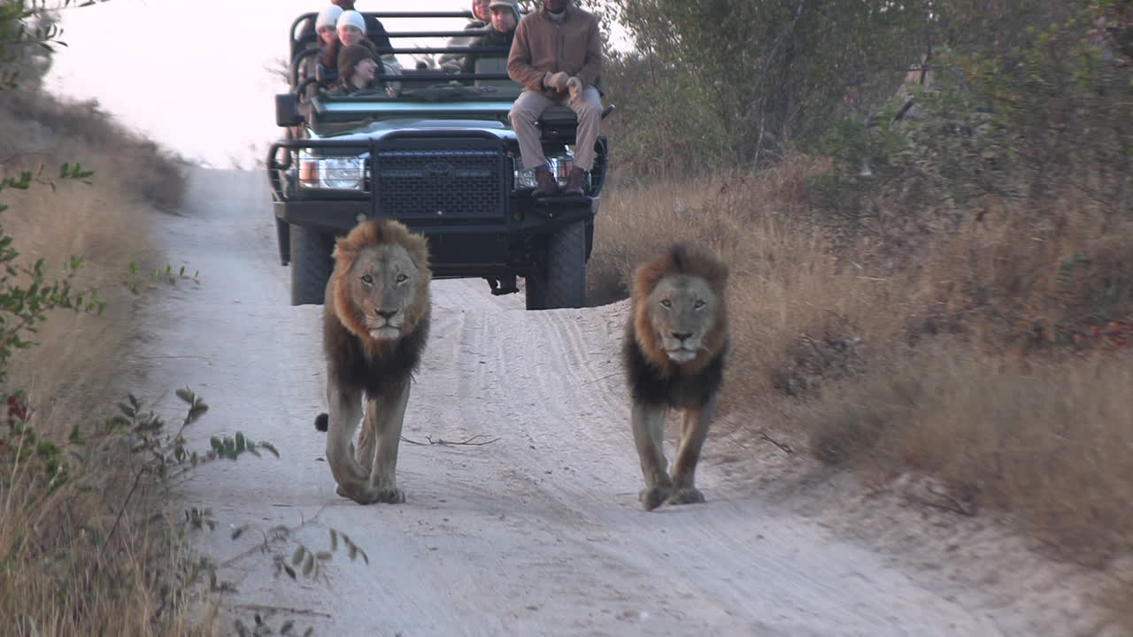 Male Lions Walking In Front Of A Safari Vehicle In The Timbavati Game ...