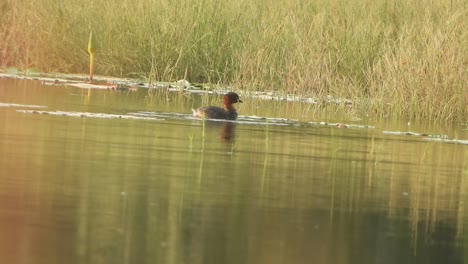 Whistling-duck-swimming-on-water-
