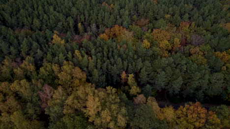 Top-view-of-dense-autumn-forest-on-the-Hel-Peninsula-near-baltic-sea