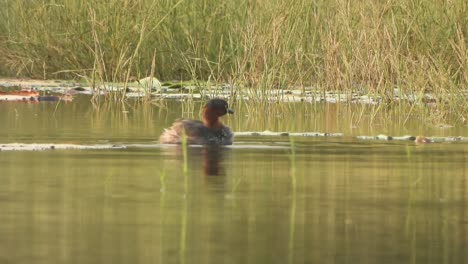 Pato-Silbador-Nadando-En-El-Agua-Del-Estanque