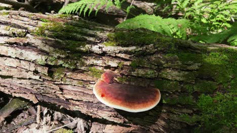 Top-view-of-Late-Fall-Polypore-shelf-mushroom-growing-on-mossy-log-in-forest