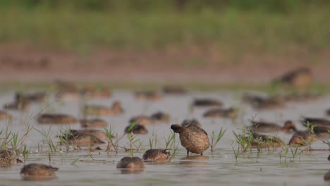 Flock-of-Ducks-Feeding-in-Wetland