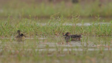 Green-winged-or-Common-teal-wetlan-d