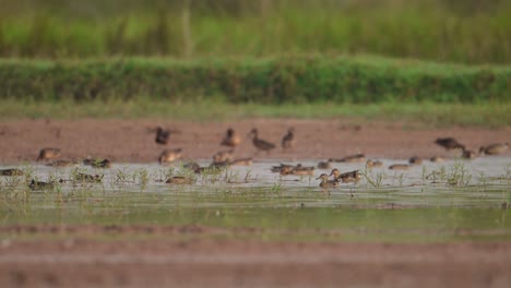 Flock-of-Ducks-in-wetland