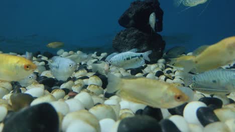 Lots-of-silver-and-golden-fish-are-playing-in-the-color-full-stone-at-the-bottom-of-the-water