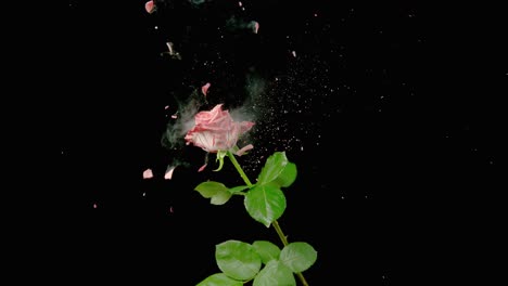 A-Frozen-Rose-Is-Shot-With-A-Pellet-And-Explodes