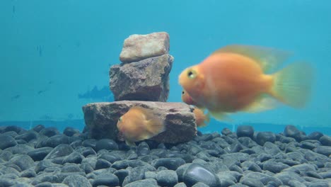 Many-saffron-colored-fish-are-playing-hide-and-seek-game-in-the-aquarium