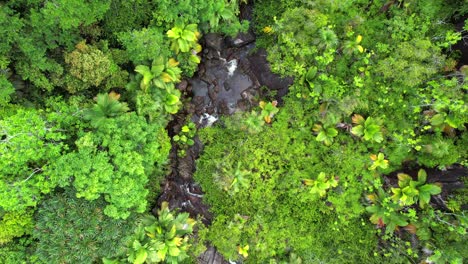 Bird-eye-drone-of-upper-sauzier-waterfall,-dense-tropical-forest-with-palm-trees-and-granite-stone,-Mahe-Seychelles-30fps-7