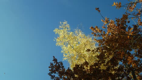Low-angle-view-on-birch-in-yellow,-autumn-colors-against-blue-sky