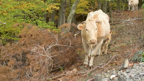 Front-view-of-cow-and-calf,-her-child,-looking-in-front-of-the-camera-in-the-mountain