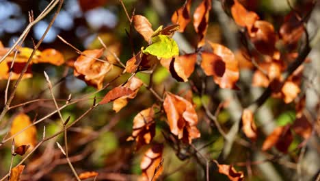 Close-up-of-colorful-nature,-calm-golden-autumn-leaves-on-tree-in-autumn-park-forest