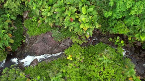 Bird-eye-drone-of-upper-sauzier-waterfall,-dense-tropical-forest-with-palm-trees-and-granite-stone,-Mahe-Seychelles-30fps-6