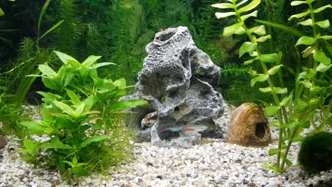 Süßwasseraquarium-Mit-Naturpflanzen-Und-Neonfischen