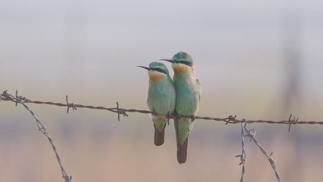 Pair-of-Blue-Cheeked-Bee-eater-birds-sit-together-on-a-Barbed-Wire-on-a-winter-morning-looking-around