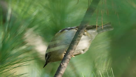 Goldcrest-Bird-on-Pine-Twig-Eating-Pignoli-And-jumps-Down-in-Slow-Motion-closeup
