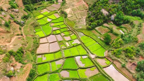 Aerial-dron-shot-of-rice-field-with-two-farmers-planting-the-rice