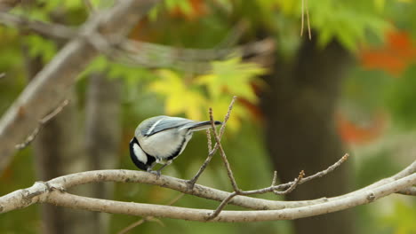Japanese-Tit-Eats-Pecking-Seed-or-Nut-Perched-on-Twig-on-Maple-Colorful-Leaves-Background