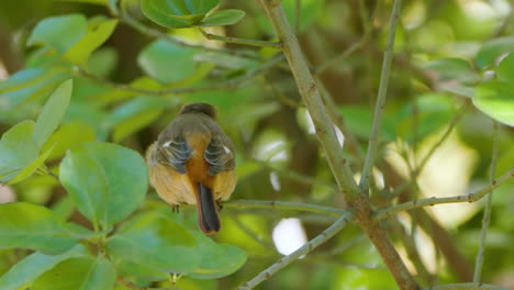 Daurian-Redstart-Female-Jumps-on-Shrub-Twig-Close-up