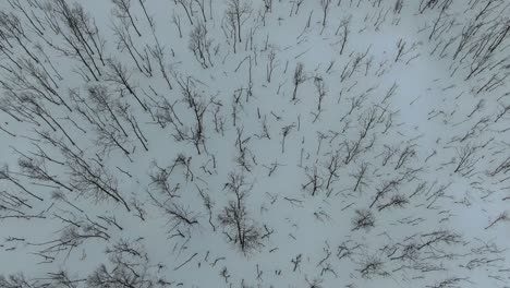 Drone-view-in-Tromso-area-in-winter-flying-over-a-snowy-mountain-showing-a-leafless-tree-forest-from-the-top-in-Segla,-Norway