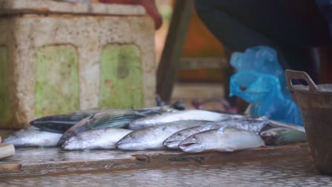 Cakalang-fish-of-Skipjack-tuna-on-the-auction-floor