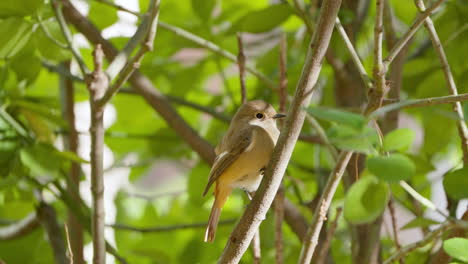 Daurian-redstart-female-bird-perched-on-bush-branch-close-up