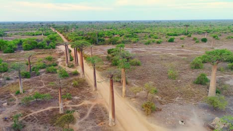 Aerial-wide-shot-of-the-Alley-of-Baobabs