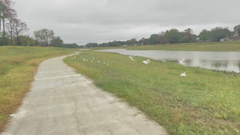 Una-Toma-Desde-El-Punto-De-Vista-Captura-Una-Bandada-De-Garcetas-Tomando-Vuelo-Mientras-Andan-En-Bicicleta-En-El-Parque-Natural-De-Exploración-Verde-En-Clear-Lake,-Houston,-Texas.