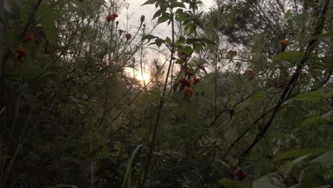 A-shot-of-a-sunset-shining-through-vegetation-in-the-woods-in-a-rural-landscape