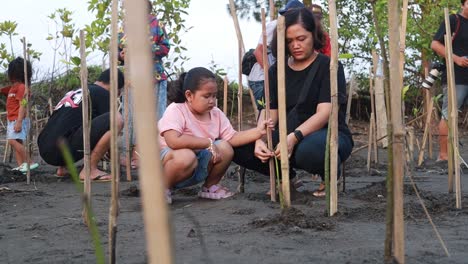 Indonesien---12.-November-2023:-Asiatisches-Kleines-Mädchen-Pflanzt-Mit-Seiner-Mutter-Mangrovenbäume-Am-Strand