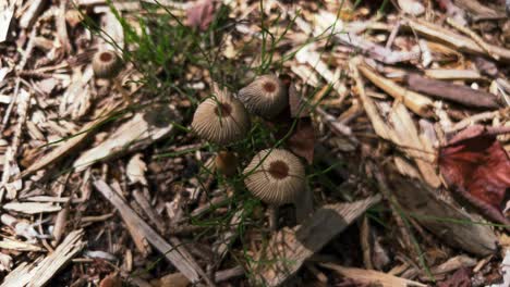 Top-view-of-umbrella-shaped-Goldenhaired-Inkcap-Parasola-auricoma-fungus