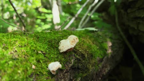 Hericium-edible-mushrooms-growing-from-side-of-mossy-log-in-woods,-Ontario