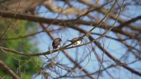 Dos-Pájaros-En-La-Rama-De-Un-árbol-Por-La-Mañana