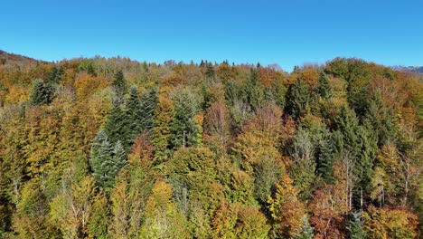 Establishing-shot-of-open-forest-of-spruce-and-fir-in-the-autumn-in-Switzerland