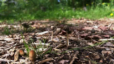 Goldenhaired-Inkcap-wild-mushrooms-growing-from-detritus-dying,-low-angle-side