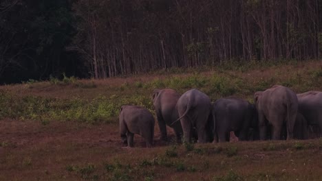 Herde-Indischer-Elefanten,-Die-Nach-Links-Schauen,-Während-Sie-Sich-Auf-Den-Gemeinsamen-Umzug-Vorbereiten,-Aber-Einer-Entschied-Sich,-Auf-Dem-Boden-Zu-Sitzen,-Elefanten-Maximus-Indicus,-Thailand