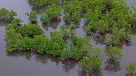 Eine-Drohnenaufnahme-Aus-Der-Luft-Von-Riesigen-Mangroven-Mit-Braunem,-Trübem-Wasser