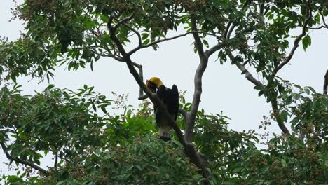 Seen-preening-its-back-while-perched-in-the-middle-of-the-tree-in-between-branches,-Great-Hornbill-Buceros-bicornis,-Thailand