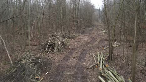 Una-Persecución-Con-Un-Dron-A-Través-De-Un-Pasillo-Del-Bosque-En-Colonia.