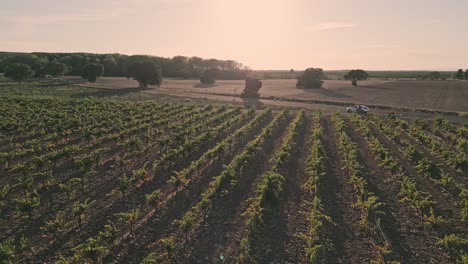 Aerial-4k-footage-of-a-young-growing-vineyard-agricultural-field-at-sunset